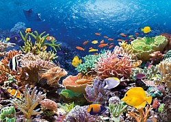 https://fr.cousteau.org/photos/coloured-coral.jpg
