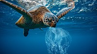 https://www.remed-zero-plastique.org/articles/pourquoi-les-tortues-marines-adorent-manger-du-plastique