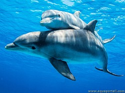 https://www.aquaportail.com/pictures2309/dauphin-femelle-delphineau.jpg